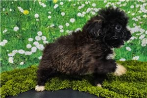 Oscar - Havanese for sale