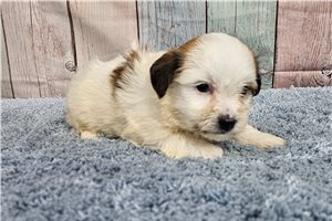 Ada - Havanese for sale