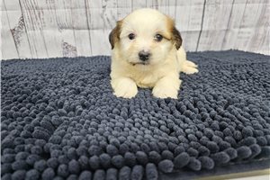 Ada - Havanese for sale