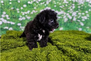 Carl - Havanese for sale