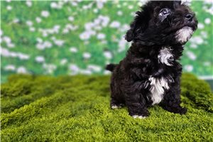 Carl - Havanese for sale