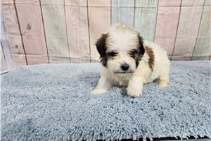 Finn - Havanese for sale