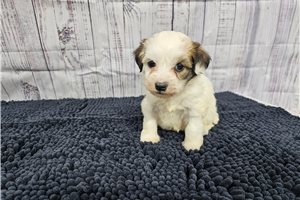Evie - Havanese for sale
