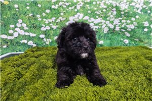 Luca - Havanese for sale
