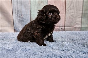 Rylie - Havanese for sale
