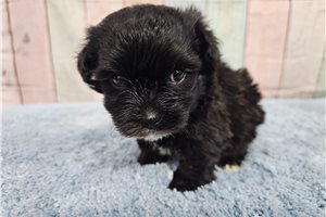 Luca - puppy for sale