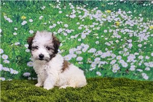 Finn - Havanese for sale