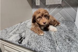 Buster - Havanese for sale