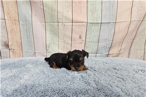 Fabian - Yorkshire Terrier - Yorkie for sale