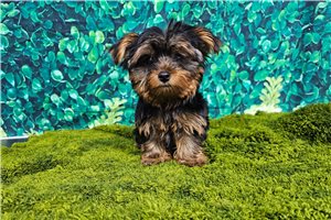 Sebastian - Yorkshire Terrier - Yorkie for sale