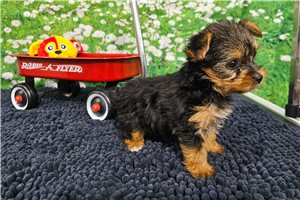 Leyo - Yorkshire Terrier - Yorkie for sale