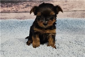 Deedee - Yorkshire Terrier - Yorkie for sale