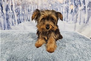 Titan - Yorkshire Terrier - Yorkie for sale