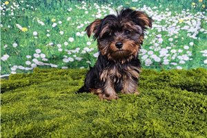 Sebastian - Yorkshire Terrier - Yorkie for sale