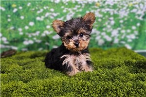 Leo - Yorkshire Terrier - Yorkie for sale
