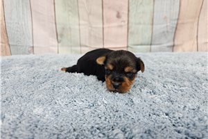 Leyo - Yorkshire Terrier - Yorkie for sale