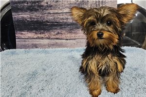 Anna - Yorkshire Terrier - Yorkie for sale