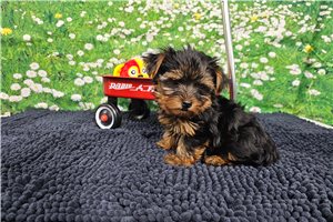 Sebastian - Yorkshire Terrier - Yorkie for sale