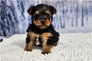 Leyo - Yorkshire Terrier - Yorkie for sale