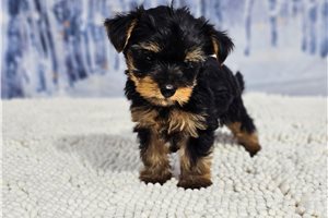 Fabian - Yorkshire Terrier - Yorkie for sale
