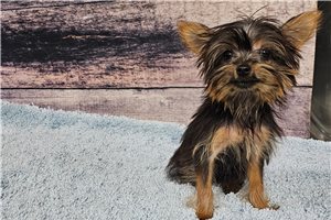 Lulu - Yorkshire Terrier - Yorkie for sale