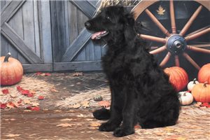 Owen - puppy for sale