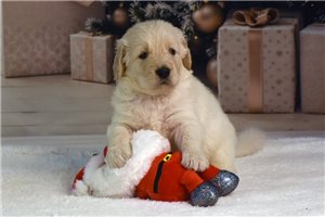 Cedar - puppy for sale