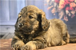 Millie - puppy for sale
