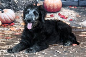 Oliver - puppy for sale