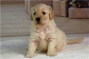 Blitzen - Goldendoodle for sale