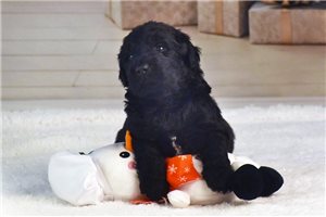 Sugarplum - Goldendoodle for sale