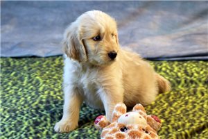 Pal - puppy for sale