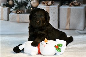 Jingle - Goldendoodle for sale