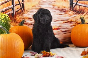 Ophelia - puppy for sale