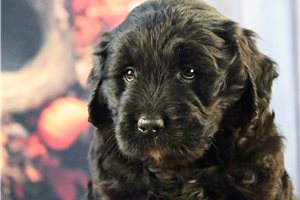 Meisha - puppy for sale