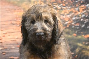 Millie - Goldendoodle for sale