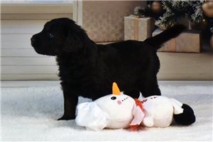 Kringle - Goldendoodle for sale