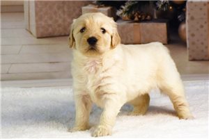 Merry - Goldendoodle for sale