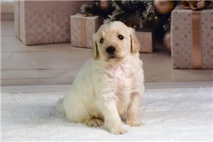 Noel - Goldendoodle for sale