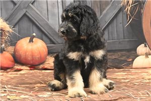 Monterey - Goldendoodle for sale
