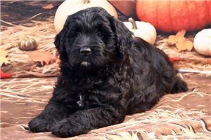 Meisha - Goldendoodle for sale