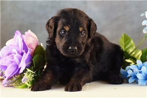 Paddy - puppy for sale