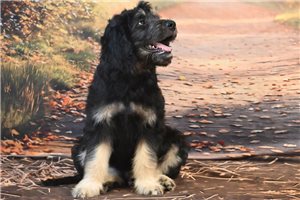 Morty, a Goldendoodle placed with a Pawrade family