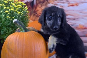 Octavia - puppy for sale