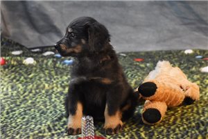 Ocean - puppy for sale