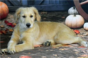 Olivia - puppy for sale