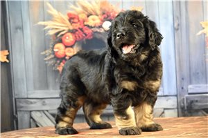Morty - Goldendoodle for sale