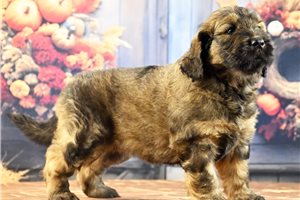 Magnolia - Goldendoodle for sale