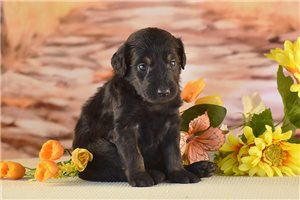 Pansy - puppy for sale