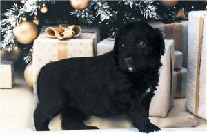 Mistletoe - Goldendoodle for sale